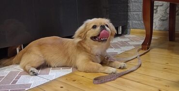 kanqal iti satilir: Pekines, 7 ay, Dişi, Ünvandan götürmə