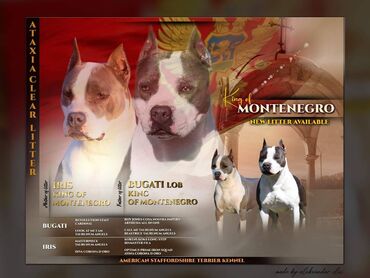 Životinje: Odgajivacnica "King of Montenegro" vam nudi tri ženska šteneta