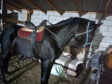 собака охотничий: Сатам | Жылкы (эркек) | Аргын | Ат спорту