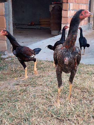 australorp toyuqlari: Toyuq cücələri, Damazlıq — 2