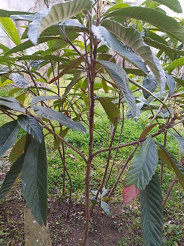 dekorativ ağac topiariya: Nespoli (Eriobotrya japonica) fidanları - Bitki tipi: Həmişəyaşıl — 2