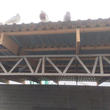 Птицы: Продаю голубей — 11