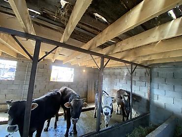 Коровы, быки: Продаю | Бык (самец) | На откорм — 9