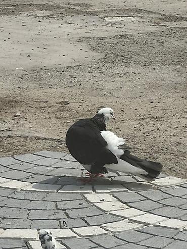 quşlar göyərçin: Damğalı göyərçinlər – dekorativ və uçuş üçün - Rənglər: ağ, qara-ağ — 3