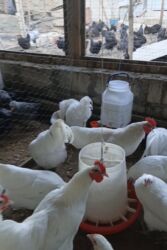 продам собаку доска объявлений sobaka: Toyuq cücələri, Damazlıq, Ünvandan götürmə, Pulsuz çatdırılma, Ödənişli çatdırılma