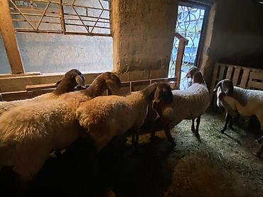 овцы афган: Продаю | Овца (самка), Ягненок | Гиссарская, Полукровка, Арашан | Для разведения — 6
