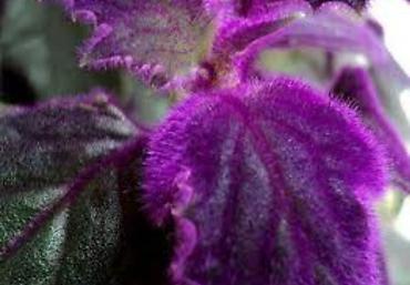 Другие комнатные растения: Комнатные цветы, растения. РАСПРОДАЮ ОСТАТКИ ПО 100 сом есть и — 14