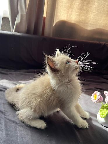 купить кошку ош: Кошка даром: Сиамская, 1 месяц, Девочка, Приучена к лотку, Проглистована — 4