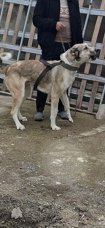 İtlər: Qurdbasar, 2 il, Dişi, Ünvandan götürmə -da lalafo.az — 1 İtlər: Qurdbasar, 2 il, Dişi, Ünvandan götürmə — 1