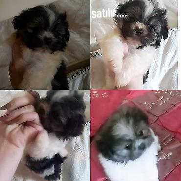 pomeranian spitz satisi: Shi-tsu — 1