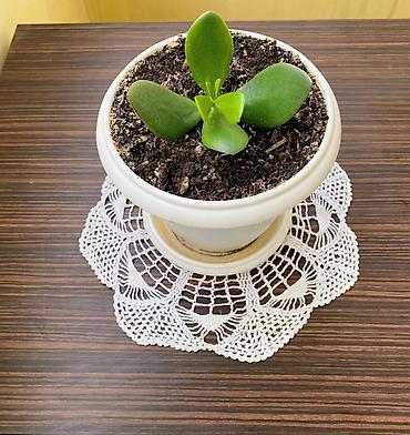 pilasdik qaplar: Sukulent – Crassula (Pul Kolu) - Bitki: Crassula ovata (pul kolu) – — 1
