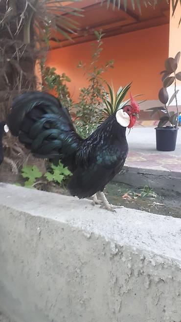 yerli kecilər: Minorka 1 xoruz 2 Yumurtayan Fərə. Cəm 140 Manat. BARTER VƏ YUMURTA — 4