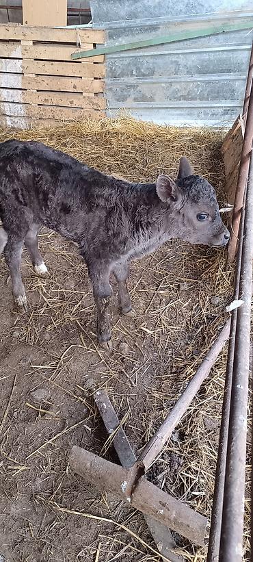 Коровы, быки: Продаю | Музоо, торпок | На откорм — 10