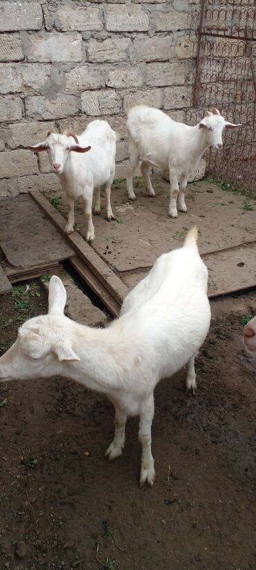 Keçi, çəpiş: Ağ rəngli yerli keçilər – bir qrup halda. - Qulaqları sallanan, qısa — 7