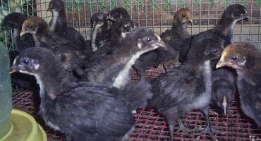 машинка для животных: Продам месячных цыплят породы джерси гигант 30 шт по 200 сом
