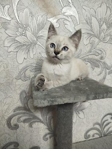 кошка белый: Котёнок с голубыми глазами - Возраст: примерно 1,5–2 месяца (по фото — 4
