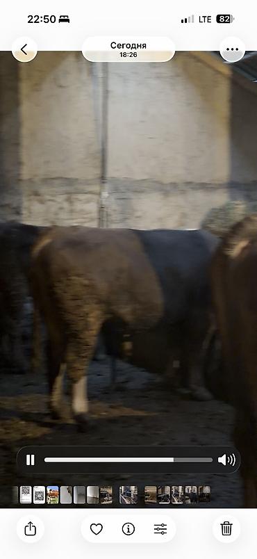 Коровы, быки: Продаю | Бык (самец) | Для разведения — 5