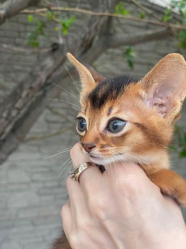 вет: Настоящие абиссинские котята! Домашний питомник с многолетним опытом — 4