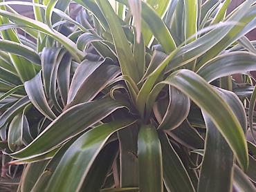 Ostale kućne biljke: Zamija sa prve slike je 800, Zamija sa druge je 1500, Chlorophytum sa — 3