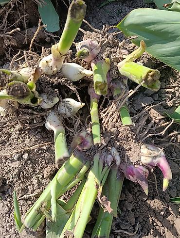 Фикусы: Комнатные растения — коллекция укоренённых саженцев и деток - Фикусы — 27