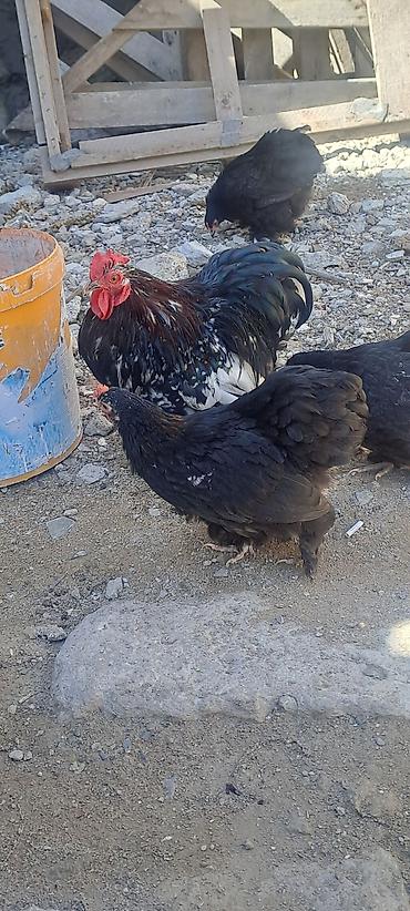 Toyuq, Damazlıq
