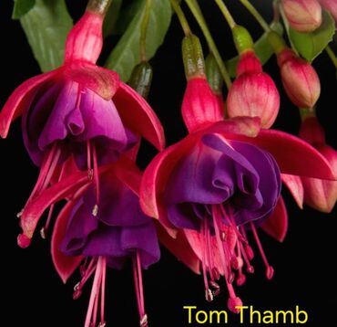 Другие комнатные растения: Продаю Детки!!! (укорененные черенки)сортовых,комнатных фуксий!Цена — 29