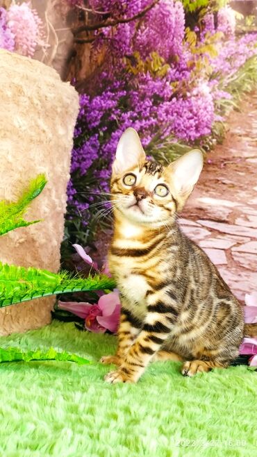 Продажа кошек: Друзья!! Проф питомник Бен Гла Мур Предлагает Шикарных элитных — 11