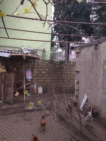 bilecerde: Biləcəri 3 otaqlı, 3 kv. m — 10
