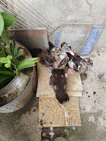 ev qus: Lal ördek balası sort ördek.2 aylıqdı et yıgan ördek Muscovy/hind — 3