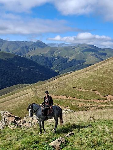 link atda: Boz rəngli, zərif quruluş at yaş 6 qiymət 2500m erkek di eleqe nömrəsi — 3