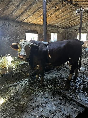 qara avstralorp: Satlıq iri buynuzlu heyvanlar2si temiz smentaldı 2si ivanovka super — 4