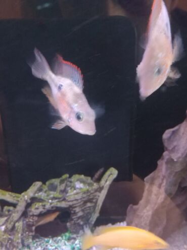 стрижка собак на дому недорого: Cox gozel baliglardi 2 eded 30 azn
ehmedli unvan