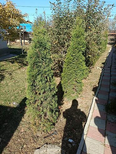 Другие виды семян и саженцев: Туя — 11