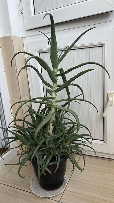 алоэ пайдасы: Aloe vera otaq bitkisi – böyük, çoxgövdəli nümunə - Qara plastik — 1