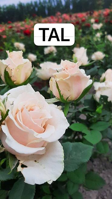 Садовые цветы и кустарники: Саженцы цветка: Розы — 11