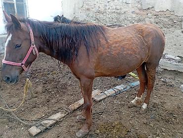 Лошади, кони: Продаю | Кобыла (самка) — 7