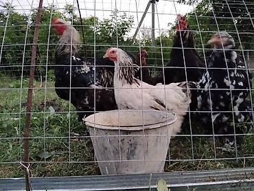 кошка регдолл: Продаю | Куры | Брама | Для разведения — 6