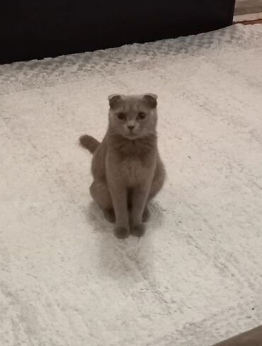 коты в хорошие руки: Шотладская вислоухая, Самка, В добрые руки, Самовывоз