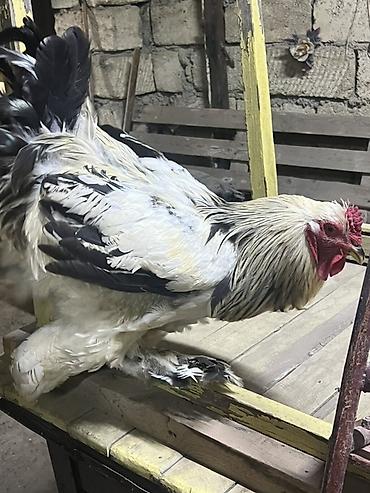 qu qusu satisi: Toyuq, Brama, Damazlıq — 7