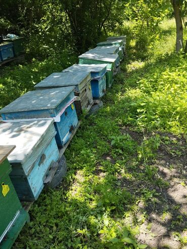 ari satilir: 21 yeşik arı satılır. Yeşiklə bir yerdə satılır. Arılar 8-12