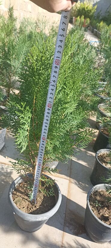 Ağaclar: Dekorativ çöl bitkilərinin satışı və Sifarişlə yetişdirilməsi.Satış -da lalafo.az — 3 Ağaclar: Dekorativ çöl bitkilərinin satışı və Sifarişlə yetişdirilməsi.Satış — 3