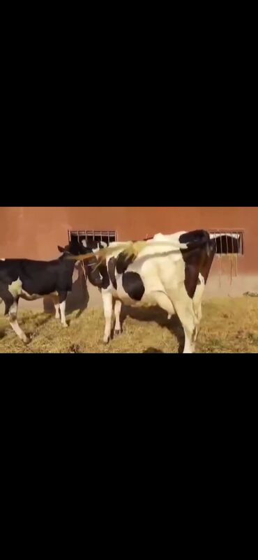 Inəklər, öküzlər: Saxanlı alaca inək və buzov dəsti. - Cins: Holştayn tipli, qara‑ağ — 7