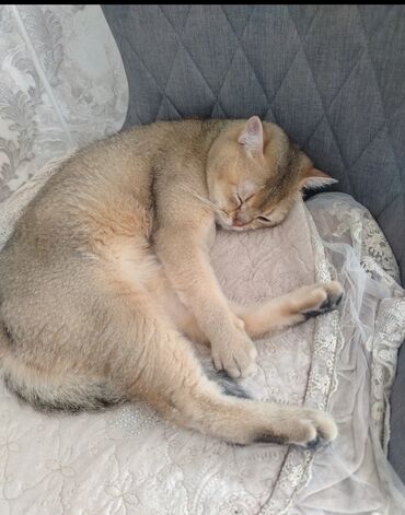 котята в баку бесплатно: Золотая шиншилла, Самец, В добрые руки, Платная доставка