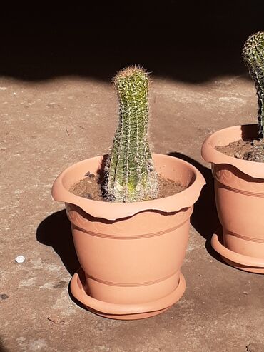 kaktus oyuncaq: Öfis və Evlərinizin dekorasyonunu canlandıracaq Kaktus dibçəkləri