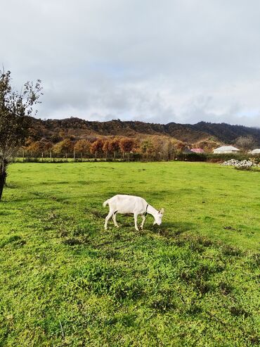 Keçi, çəpiş: Sanen keçiləri satılır. Çəkilisdə heç bir effekt istifadə edilməyib — 11