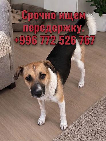 породистые собаки ищут дом: Собака даром: Дворняжка, 11 месяцев, Самка — 1