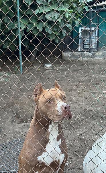 bala pişikler: Pitbul, 3 il, Dişi — 1