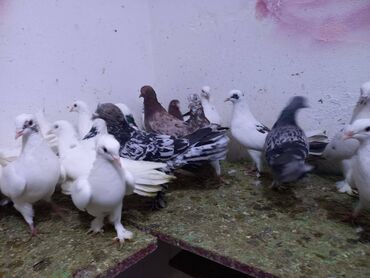 Göyərçinlər: Salam Aleykum qardaşlar 40 dene quşdu içində super uçan Quşlar var — 11