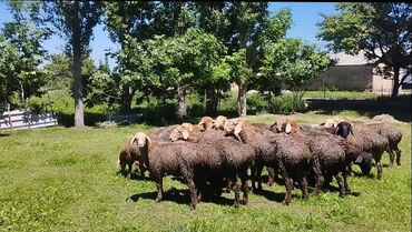 Бараны, овцы: Продаю | Ягненок | Арашан | На забой, Для разведения | Ярка