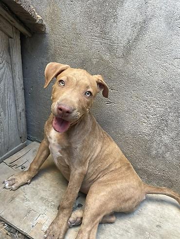 pulsuz it type 1: Pitbul, 2 ay, Dişi, Peyvəndli, Ödənişli çatdırılma — 2